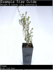 Thyme (Thymus vulgaris) Fruit Tree Plant - Picture 1 of 2