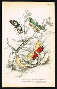 Exotic Moths, Cydosia Nob, Entomology, Hand-Colored Antique Engr. Jardine 1841 - Picture 1 of 4