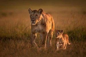 Fotomurale-LEONE GATTO SELVATICO-(6783)-NON TESSUTO-Carta da parati-Cub Animali Gattini XXL - Foto 1 di 1