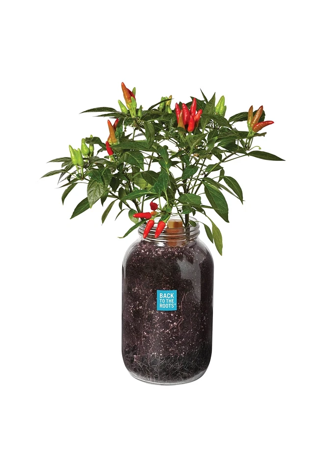 Back to The Roots 25200 Self-watering Planter Grow Kit