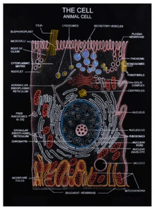The Animal Cell Rexine Chart/Poster (Made In India) - Picture 1 of 2