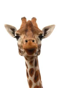 Giraffe photo canvas, Africa giraffe, Wildlife giraffe canvas, Giraffe wall art - Picture 1 of 5