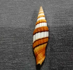 Vexillum filiareginae 55 mm GEM DARK intense color pattern  Collection - Picture 1 of 9