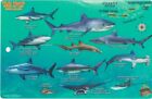 Virgin Islands Sharks & Rays Laminated Fish Card by Franko Maps