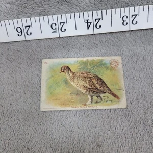 1904 Arm & Hammer Trade Card Sharp-tailed Grouse Game Bird Series No. 30 - Picture 1 of 5