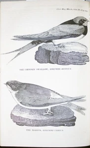 1823 -SLAVERY ABOLITION/BIRD PLATES/ARCTIC- Gentleman's Magazine Bound Book - Picture 1 of 2
