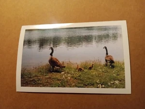 Scenes at Tel Hai Retirement Community Honey Brook Pennsylvania Postcard - Picture 1 of 2