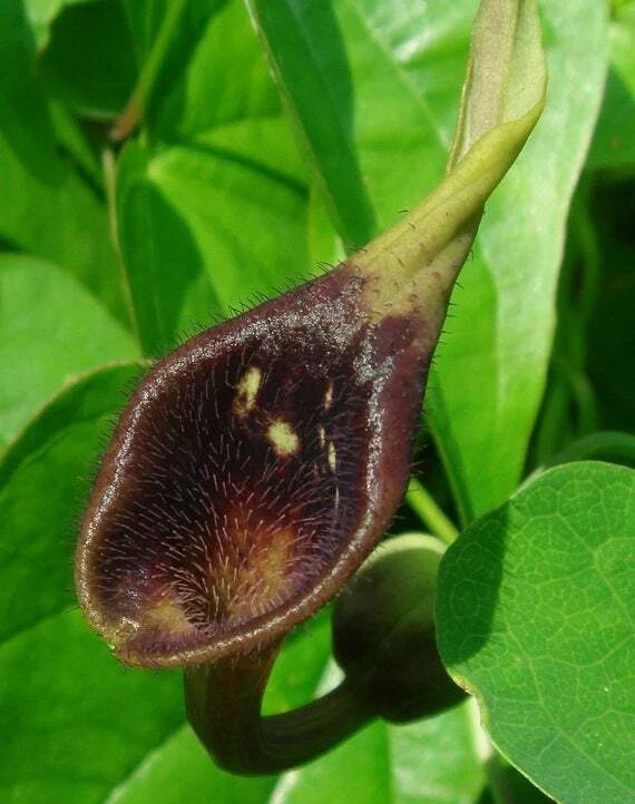 6 graines ARISTOLOCHE RUSTIQUE DE CHINE(Aristolochia debilis)N98 SEEDS SEMILLAS