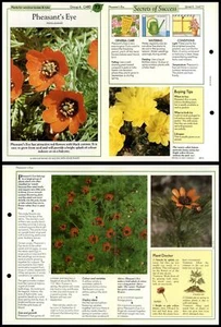 Pheasant's Eye #73 Window-Boxes Success With House Plants 1990 Fold-Out Card - Picture 1 of 1