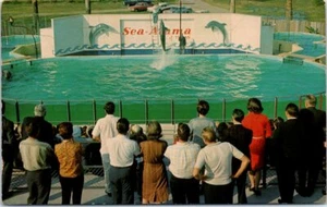 Postal de colección TX Sea Arama marsopa alimentación Galveston Texas Dolphin Show - Imagen 1 de 2