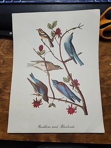 Early 1900s Antique BIRD Print Collection Of 18 Prints - Picture 1 of 18
