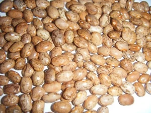 Over 100 Kentucky Cornfield Brown Greasy Beans Heirloom Seeds 100+ Bean - Picture 1 of 4