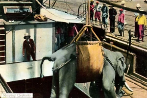 Schifffahrt Elefanten Dampfschiff Dampfer Schiff Postkarte - Bild 1 von 3