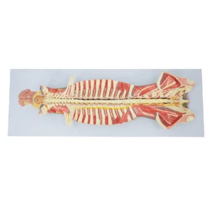 Intraspinal spinal cord and spinal nerve Nervous system anatomy medical model - Picture 1 of 4