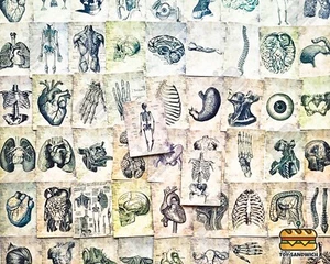 56 Stck. Anatomie Aufkleber Pack Medizinisch Anatomisch Herz Vintage Anatomie Kunst Aufkleber - Bild 1 von 8