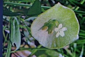 50 Samen Winterportulak, Postelein, Montia perfoliata #723 - Bild 1 von 1