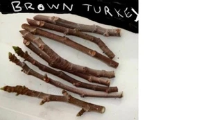 7 sticks of Brown Turkey Fig tree CUTTINGS 8-10" Long - Not rooted - Picture 1 of 4