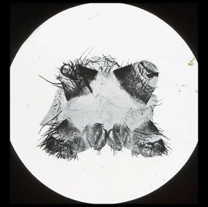 Antike magische Laterne Dia Foto mikroskopische Spinndüse der Spinne X30 um 1900 - Bild 1 von 3