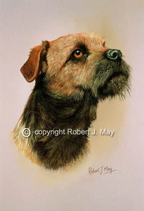 Border Terrier Kopf Studie Druck von Robert J. Mai - Bild 1 von 1
