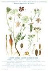 Botanique Gravure Plantes Médicinales De France Carotte 1928 Recto Verso