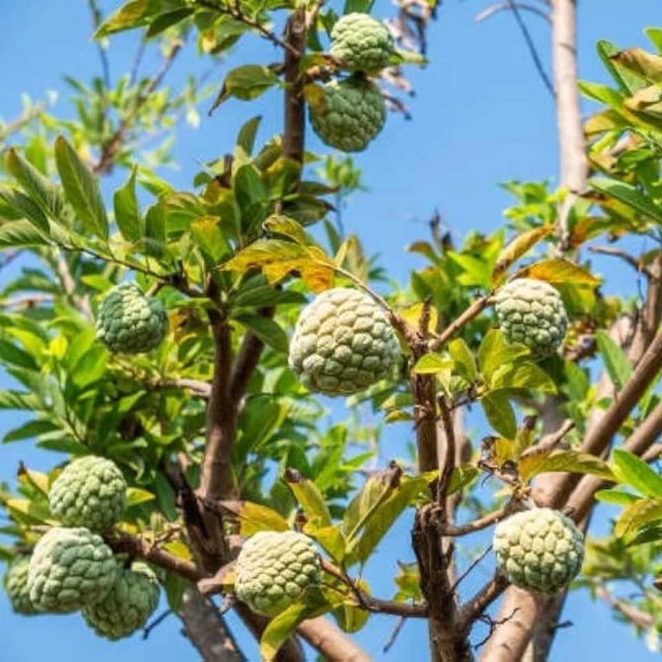 Tropical Sugar Apple Tree Live Plant 1-2 feet | 5-10 gallon potted plant |  - Image 1 of 4