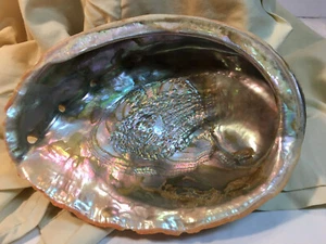 Large Abalone Shell Approximately 8" X 6" With What looks Like Coral On It? - Picture 1 of 6