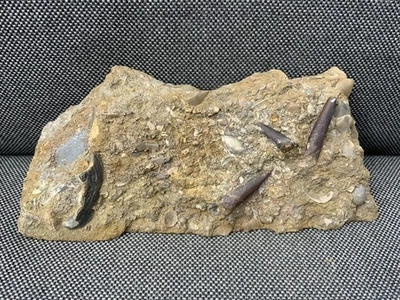 Scunthorpe Fossil Belemnites In Matrix, Rare Jurassic Squid, England, UK. - Image 1 of 3