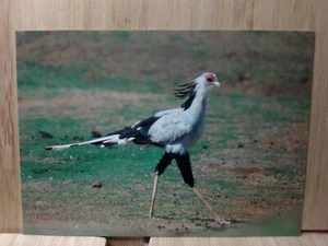 San Diego Zoo 🏆SECRETARY BIRD 1993 Cardz #37 Trading Card🏆FREE POST - Bild 1 von 2