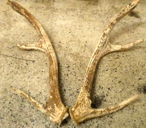 LARGE PAIR DEER ANTLERS -FOR DISPLAY MOUNT OR SUIT KNIFE MAKING HANDLES ETC - Picture 1 of 5