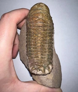 RIESIGER seltener marokkanischer Pre-Dinosaurier Fossil Trilobit Crotalocephalus 3,56 Zoll!! - Bild 1 von 8
