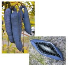 SAMEN winterharte Garten-Pflanzen Saatgut Blaugurke Blauschote Gemüse Früchte
