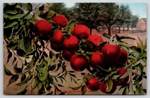 Fruit Postcard Mitchell Close-Up Of Several Red Apples A Branch And Trees - Picture 1 of 2