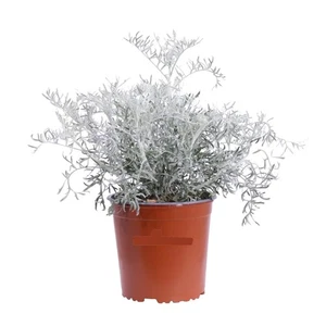 Senecio Cineraria Marittima (Dusty Miller) 3 Piante in Vaso | Fogliame Argenteo - Picture 1 of 1