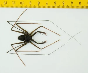 GIANT WHIP SPIDER - Charon grayi - Tapah Hills - MALAYSIA - 9579 - Picture 1 of 1