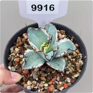 Cactus Plantas Suculentas Agave Americana L. Planta Variegada 7-8cm - Imagen 1 de 13