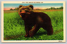 Kodiak Cub Bear lniana pocztówka
