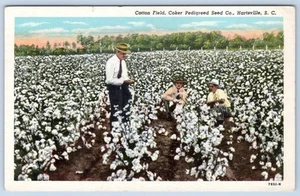 1955 COKER PEDIGREED SEED CO COTTON FIELD HARTSVILLE SOUTH CAROLINA SC POSTCARD - Picture 1 of 2