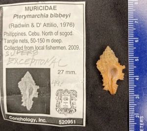 MURICIDAE Pterynotus bibbeyi 27mm Cebu Philippinen 2009 - außergewöhnliche Schale - Bild 1 von 6