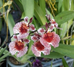 Planta de orquídea arco iris Tolumnia Jairak tamaño en floración - Imagen 1 de 3