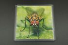 MACRO INSECT COASTER - FLY, WASP - PICK YOUR FAVOURITE