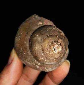 CÁSCARA DE MAR, GASTROPODA, RARO FÓSIL DE CARACOL GRANDE DE TIMOR, INDONESIA, 43 MM - Imagen 1 de 6