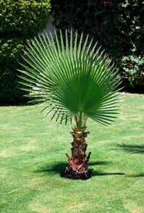Californian Fan Palm Tree Seeds - Hardy, Elegant Palm for indoors and outdoors - Bild 1 von 2