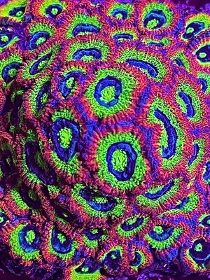 Santo Grial Micromussa 2ª foto CK Wysiwyg live coral frag Foto 1 de 2