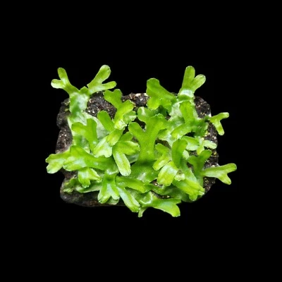 Kegelkopf -Moos, Lebermoos, lebend, Terrarien Moos, Deko-Moos Terrarium Pflanzen - Bild 1 von 4