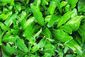200++ CULANTRO SEEDS,Mexican Coriander DE ALCAPATE CILANTRO ANCHO CULANTRO RECAO - Picture 1 of 1