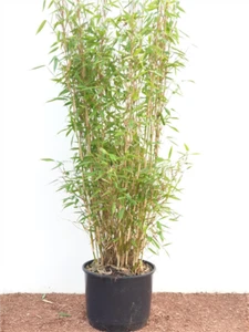 Fargesia murieliae 'Jumbo', Bambus, immergrün, 60–100 cm - Bild 1 von 8