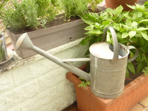 20th Century French Watering Can with Gray patina /  Garden Zinc Cover