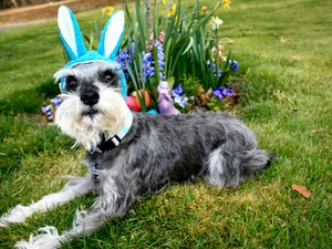 Dog Bunny Hat, Cat Bunny hat, Costume Rabbit hat, Bunny Ears - Picture 1 of 5