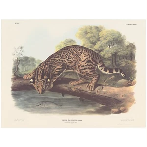 Audubon Mammals of the Southeast Southart Parkway Quad Ed Pl 86 Ocelot - Picture 1 of 2