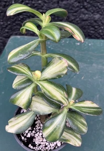 XL Crassula Ovata Mikaeri Bijin Return of Beauty Variegated Succulent Plant #10 - Picture 1 of 19
